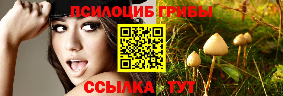 Сызрань  Галлюциногенные грибы GOLDEN TEACHER  Вход с VPN  Галлюциногенные грибы Psilocybine cubensis 
